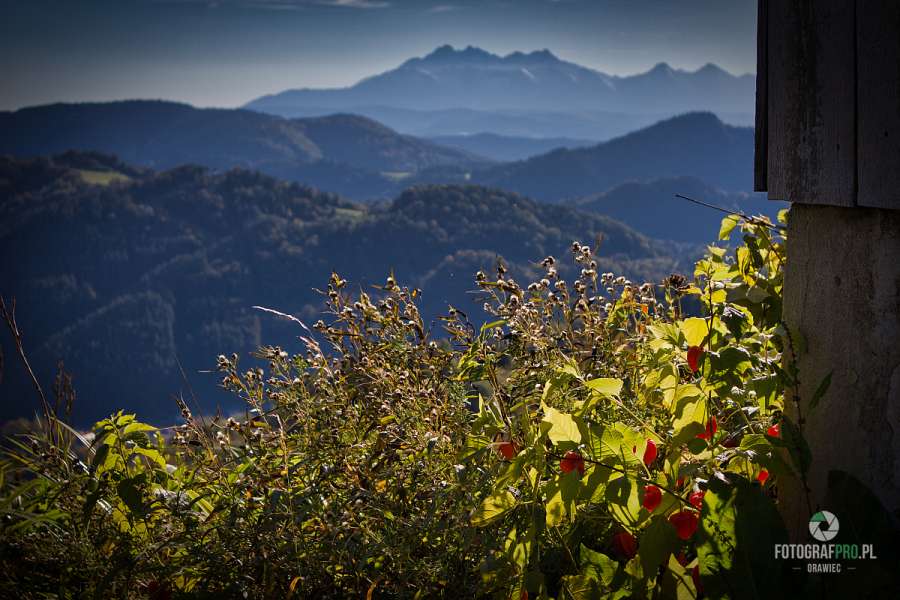 Widok na Tatry z Gorców